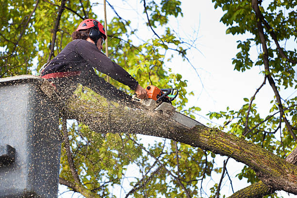 How Our Tree Care Process Works  in  Katonah, NY